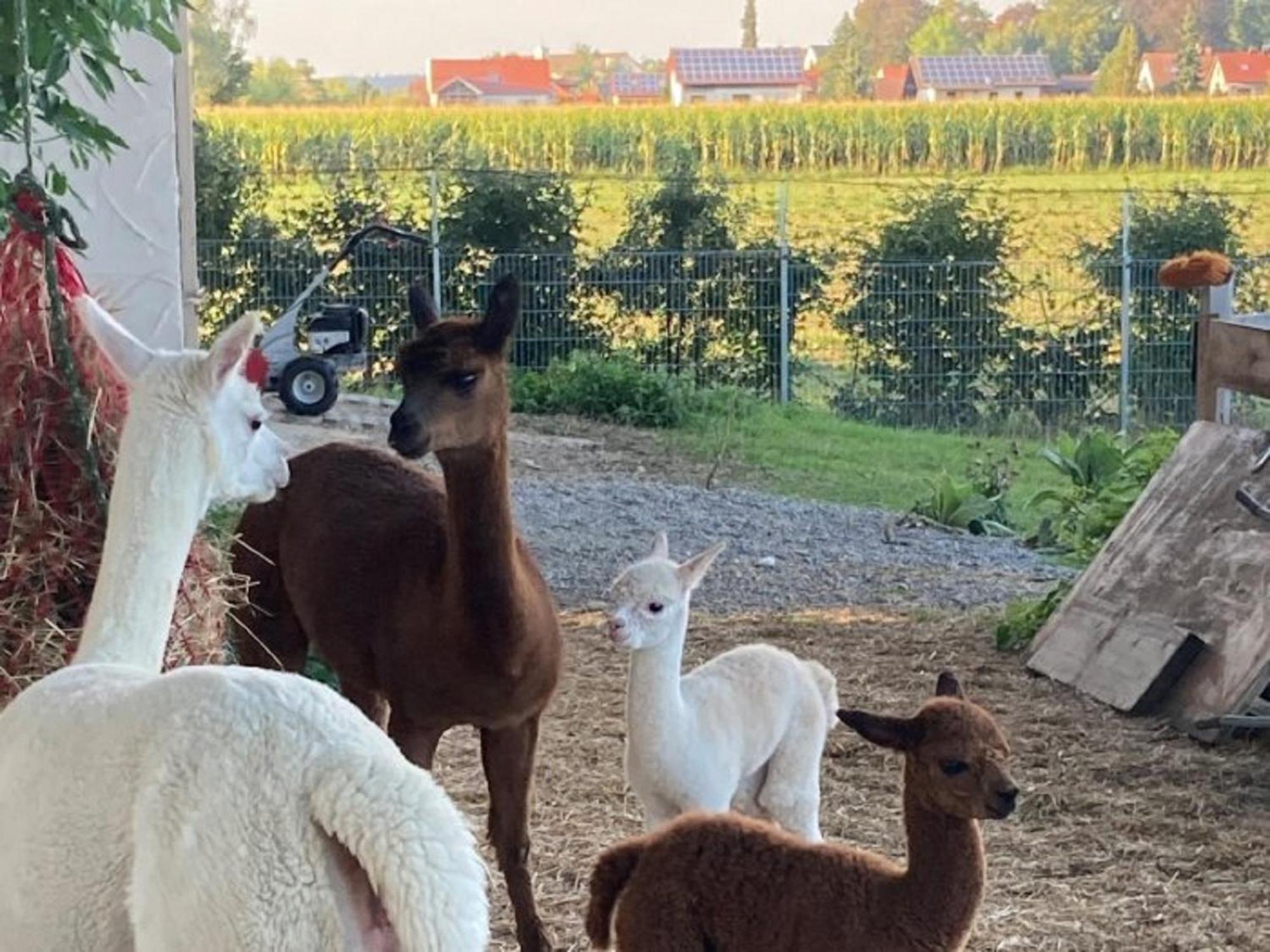 Hof Lebenslust Fuer Mensch Und Tier Lautrach